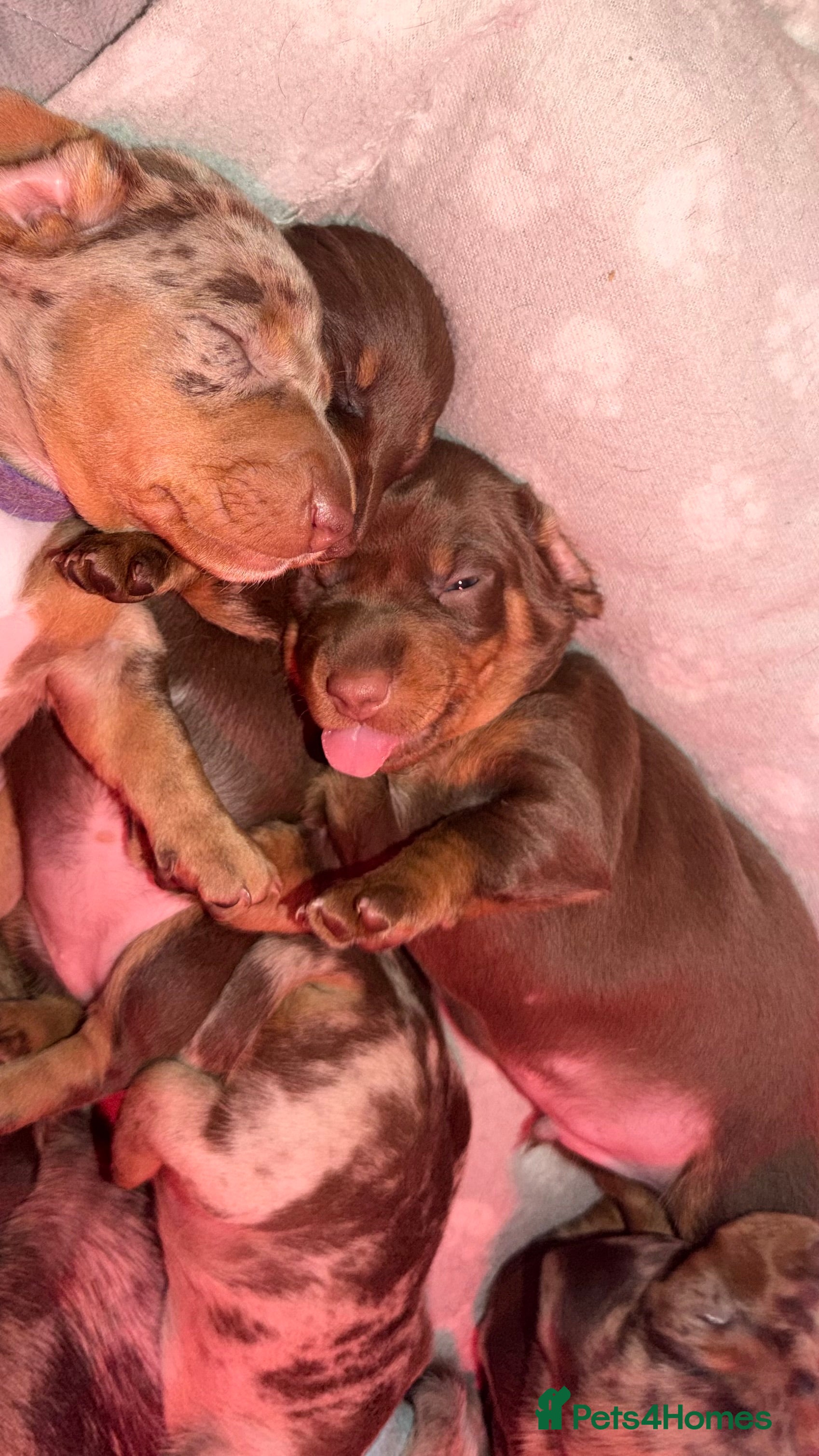 Miniature Dachshund dogs Miniature Dachshunds puppy's for sale.  - Advert 18
