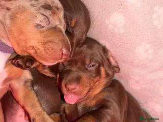 Miniature Dachshund dogs Miniature Dachshunds puppy's for sale. - Advert 15