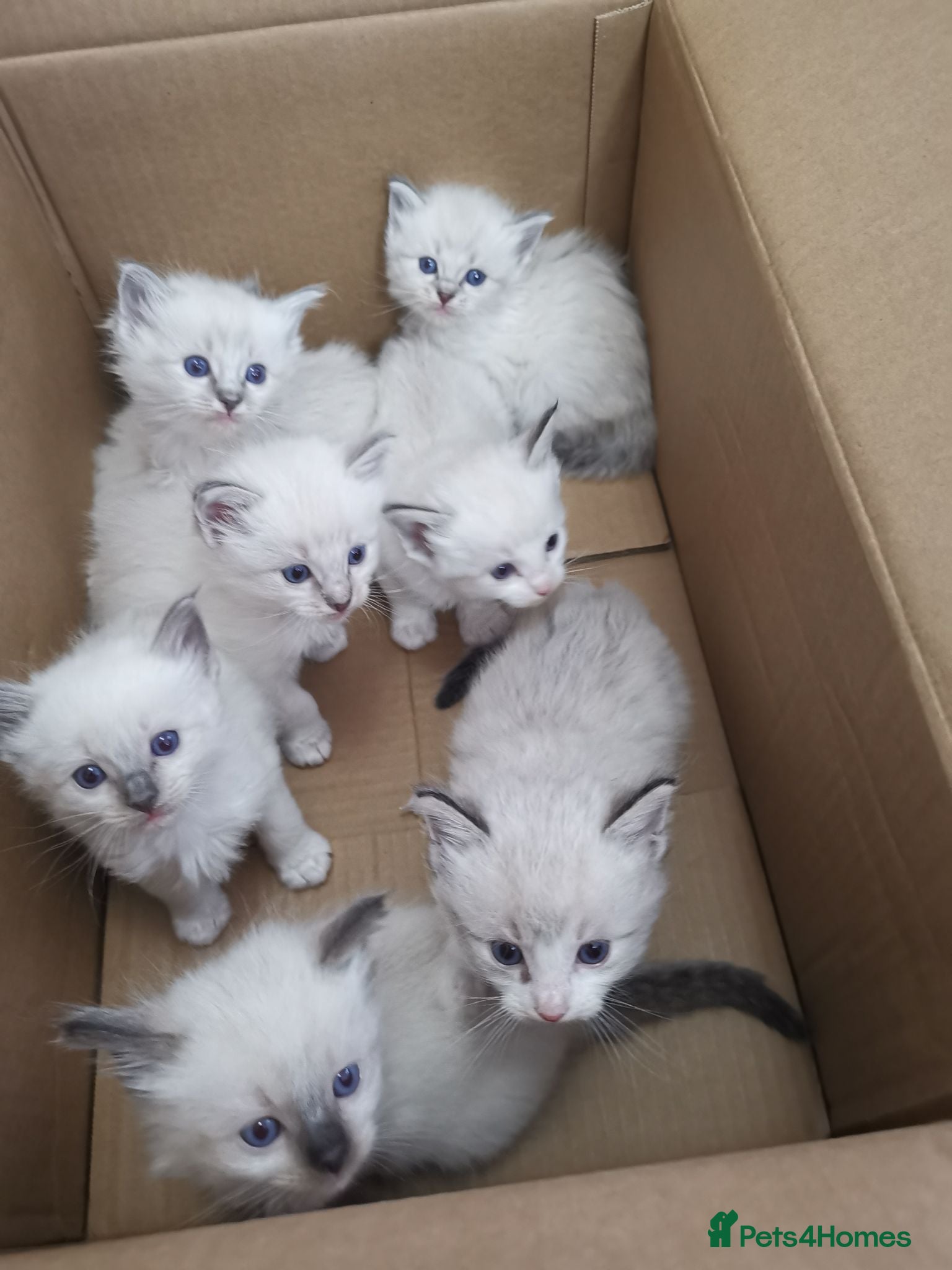 Ragdoll cats Pure beautiful Ragdoll looking for a new home - Advert 2