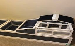 Hermann Tortoise reptiles for sale: Male Hermann Tortoise for sale(Enclosure included) - Advert 5