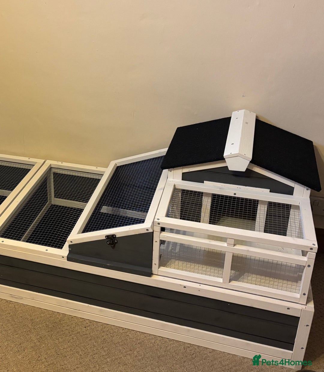 Hermann Tortoise reptiles for sale: Male Hermann Tortoise for sale(Enclosure included) - Advert 5