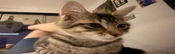 Mixed Breed cats for sale: Maxed breed kitten for sale  - Advert 5