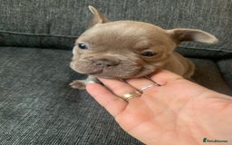 French Bulldog dogs for sale: 4 French bull dogs puppies  - Image 17
