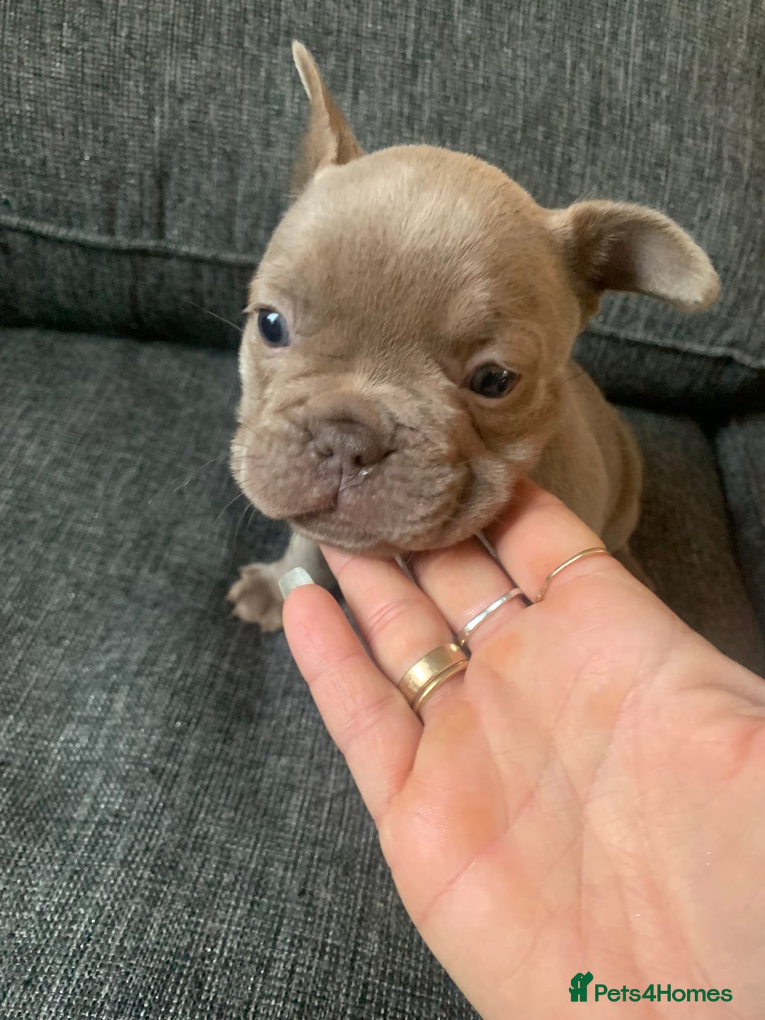French Bulldog dogs for sale: 4 French bull dogs puppies  - Image 17