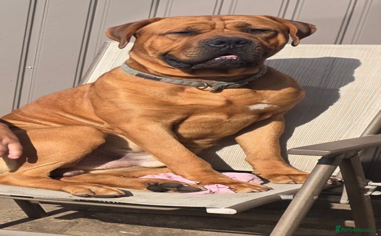 Mastiff dogs - Advert 1