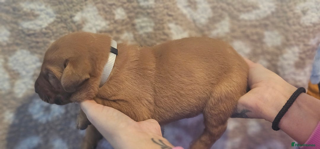 Labrador Retriever dogs for sale: KC Fox Red Labrador Puppys - Advert 27