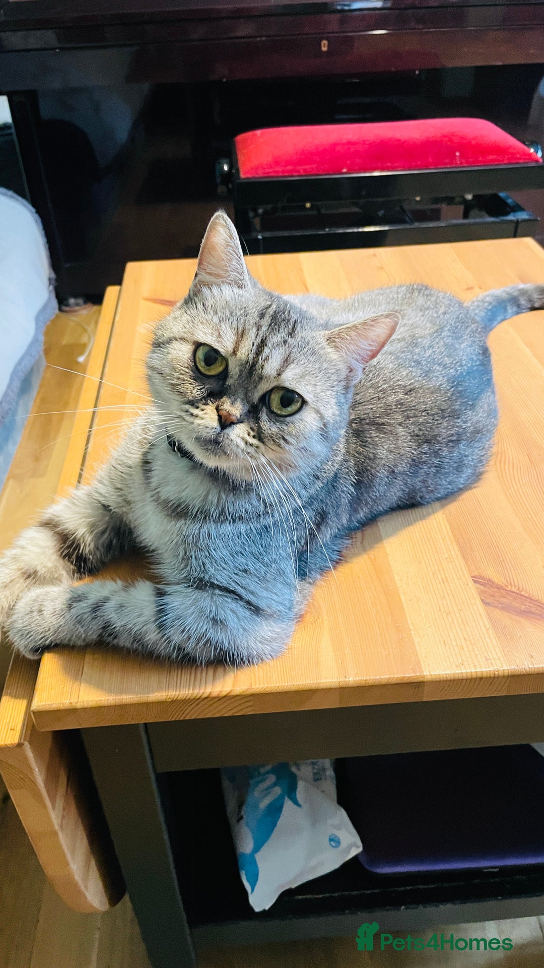 Scottish Fold cats for sale: Beautiful scottish straight girl - Image 3