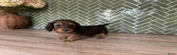 Dachshund dogs for sale: Midi Long Haired Dachshund Puppies – Ready Soon 🐾 - Advert 10