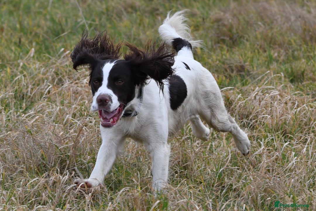 English Springer Spaniel dogs for stud: Liver and white working springer spaniel  - Image 4
