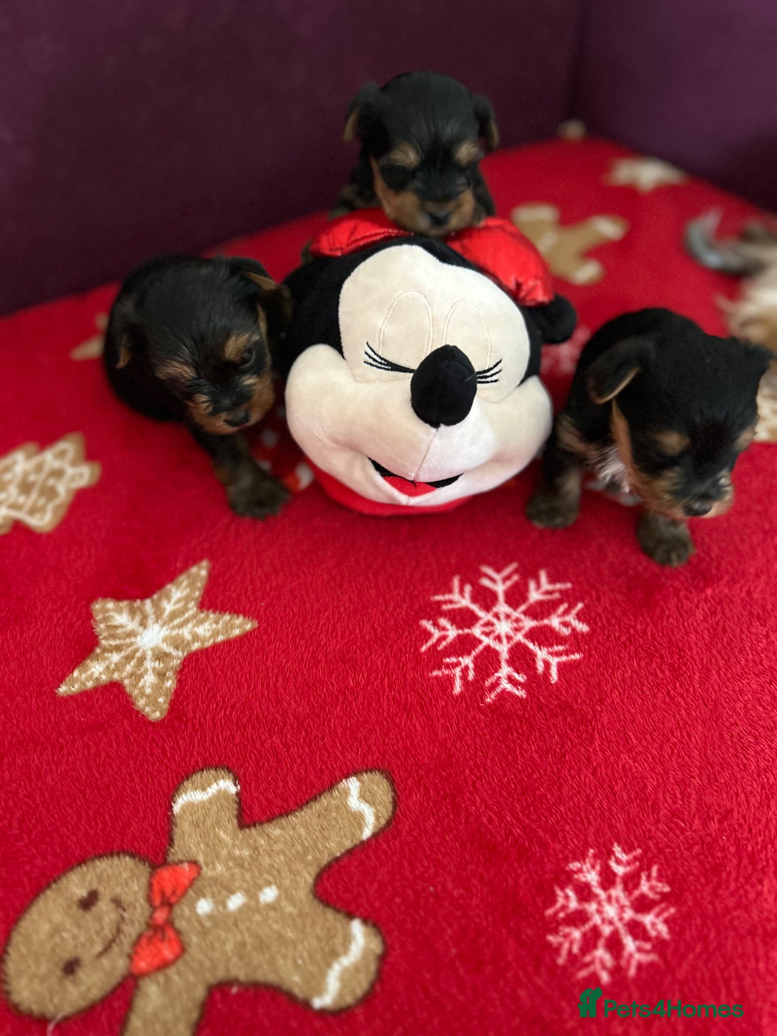 Yorkshire Terrier dogs for sale: Yorkshire Terrier puppiers - Advert 7