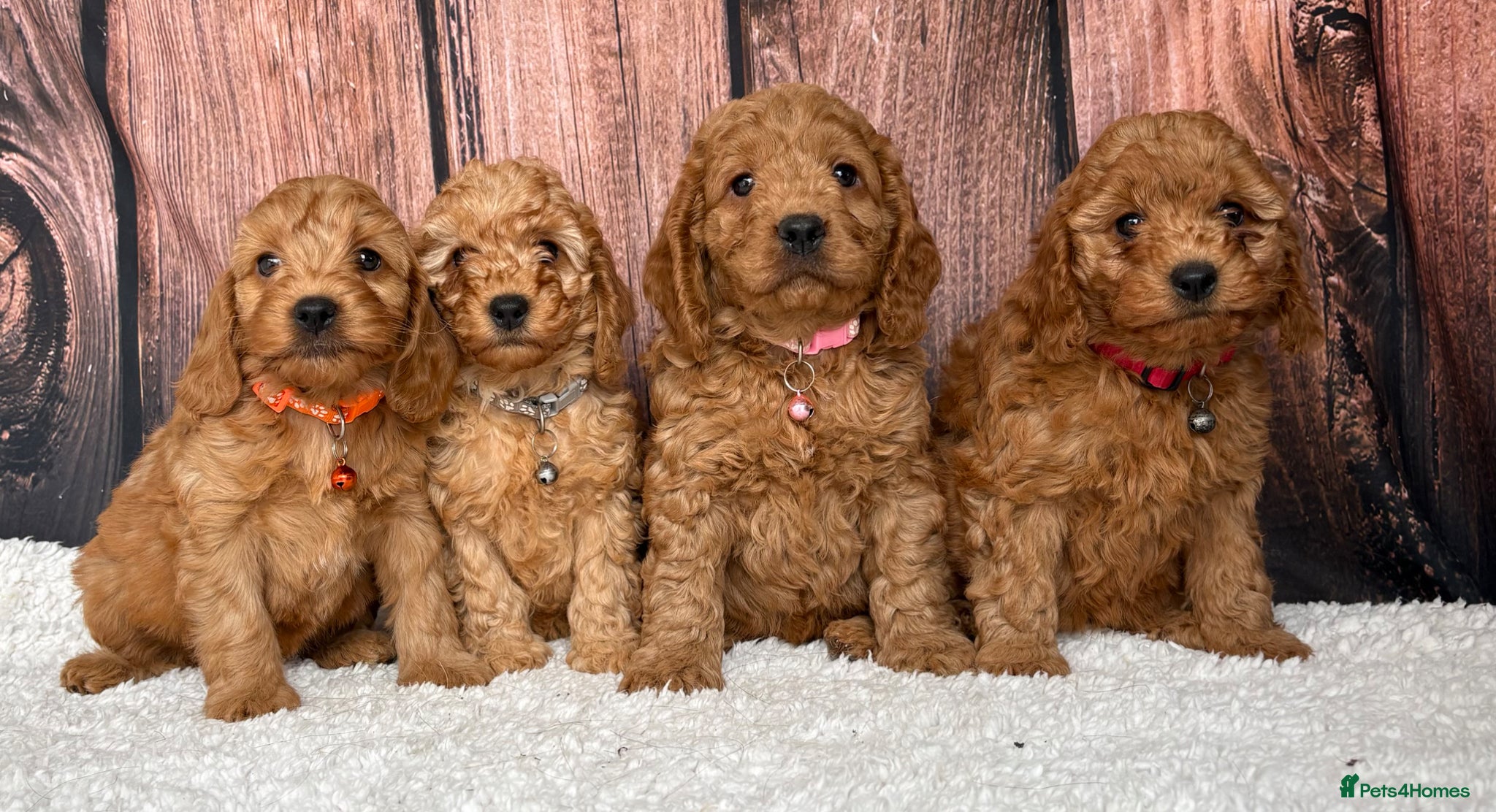 Cockapoo dogs Miniature Cockapoo puppies for ssle - Advert 2