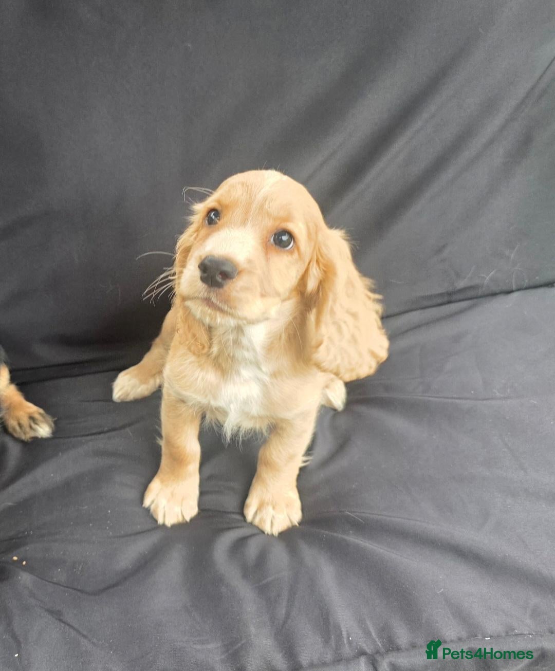 Cocker Spaniel dogs KC Reg health tested working cocker spaniel pups  - Advert 2