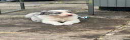 Border Collie dogs for sale: Gorgeous Collie Pups Mum ISDS Registered - Advert 11
