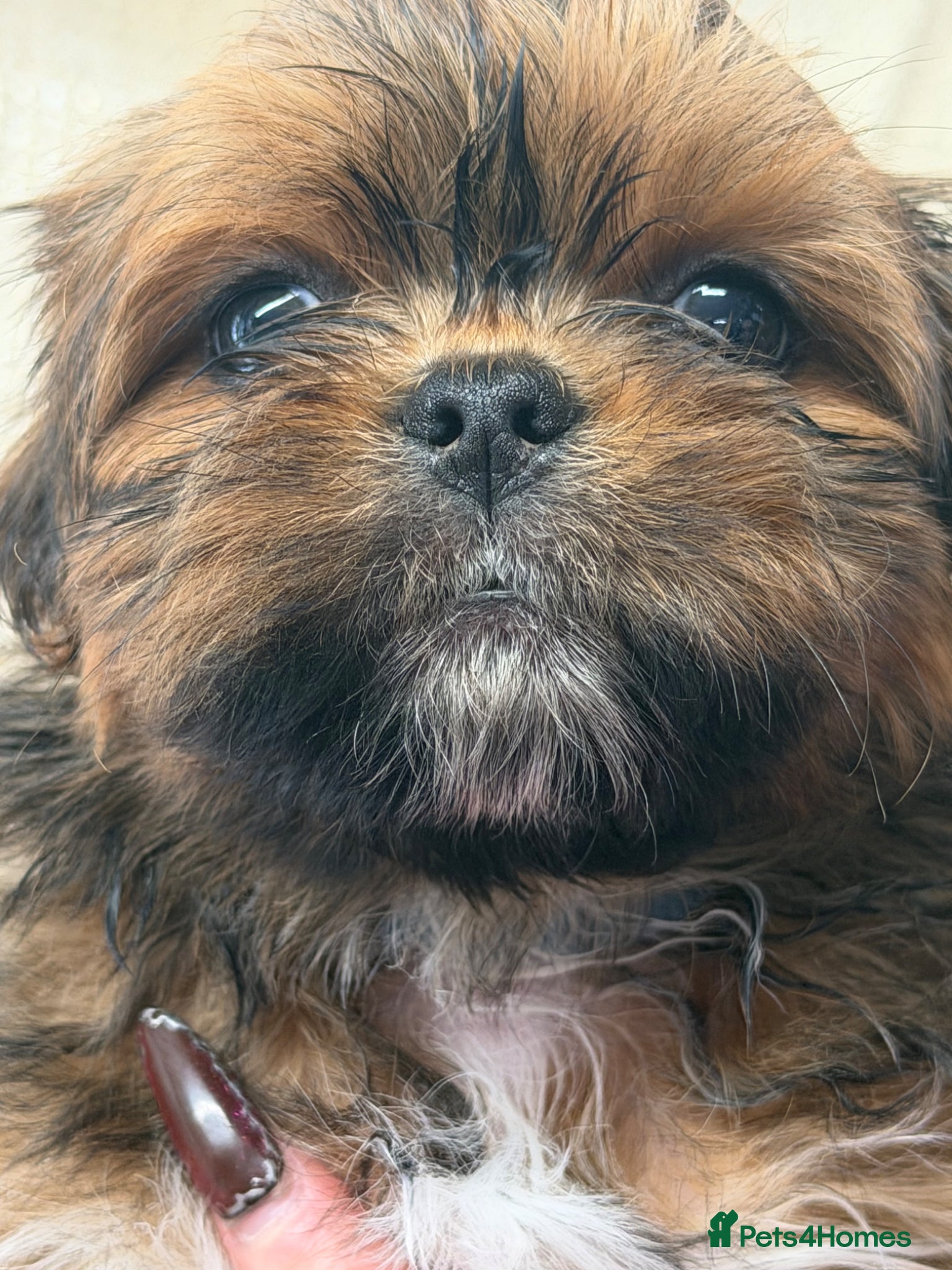 Lhasa Apso dogs 5 stunning boys available - Advert 1