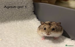 Hamster rodents for sale: Pure bred Campbells dwarf hamsters  - Advert 2