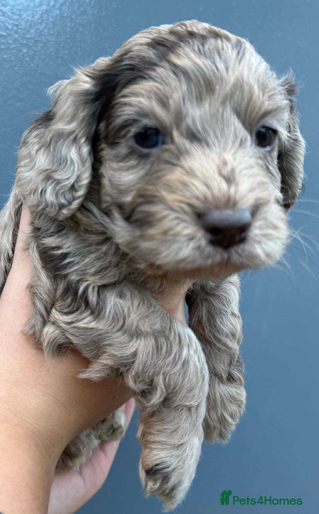 Cockapoo dogs for sale: Merle & Chocolate Cockapoo puppies - Image 4