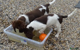English Springer Spaniel dogs for sale: Two Gorgeous Boy English Springer Spaniel Puppies  - Image 5