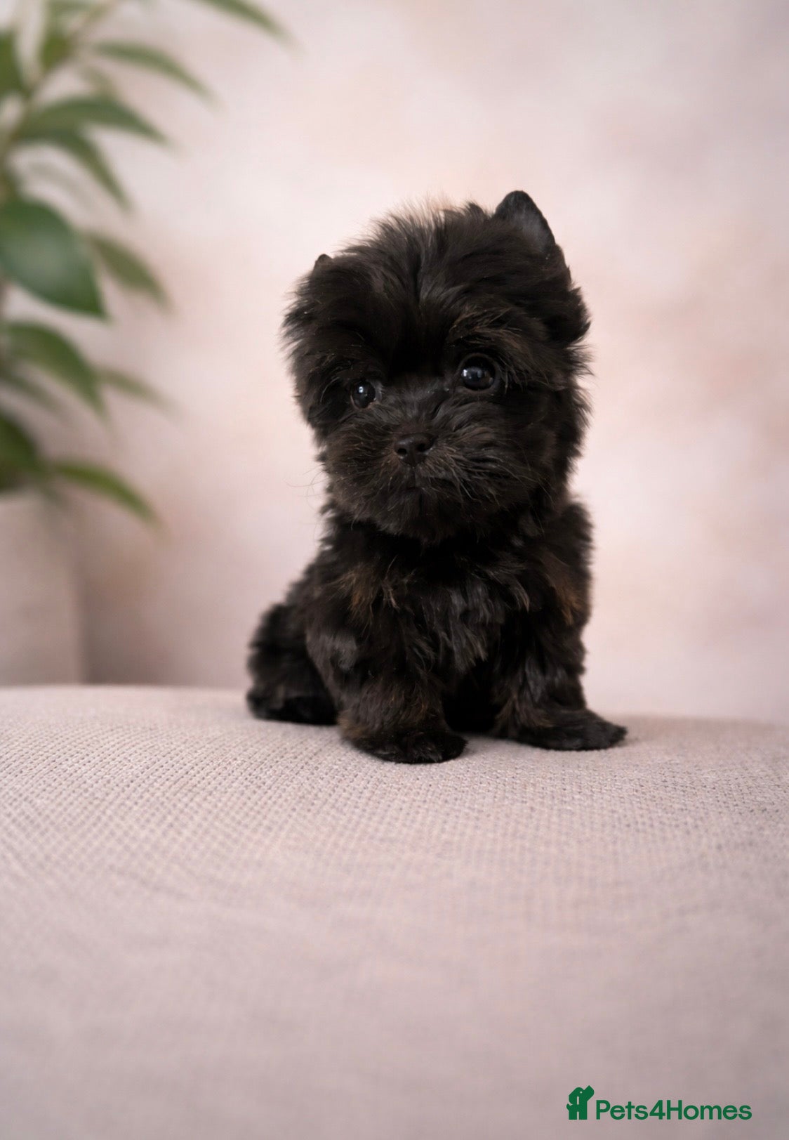 Yorkshire Terrier dogs 🎀 Tiny Little Mini Yorkshire Terrier Girls 🎀 - Advert 3