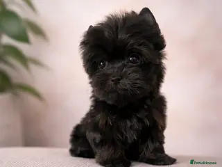 Yorkshire Terrier dogs 🎀 Tiny Little Mini Yorkshire Terrier Girls 🎀 - Advert 3