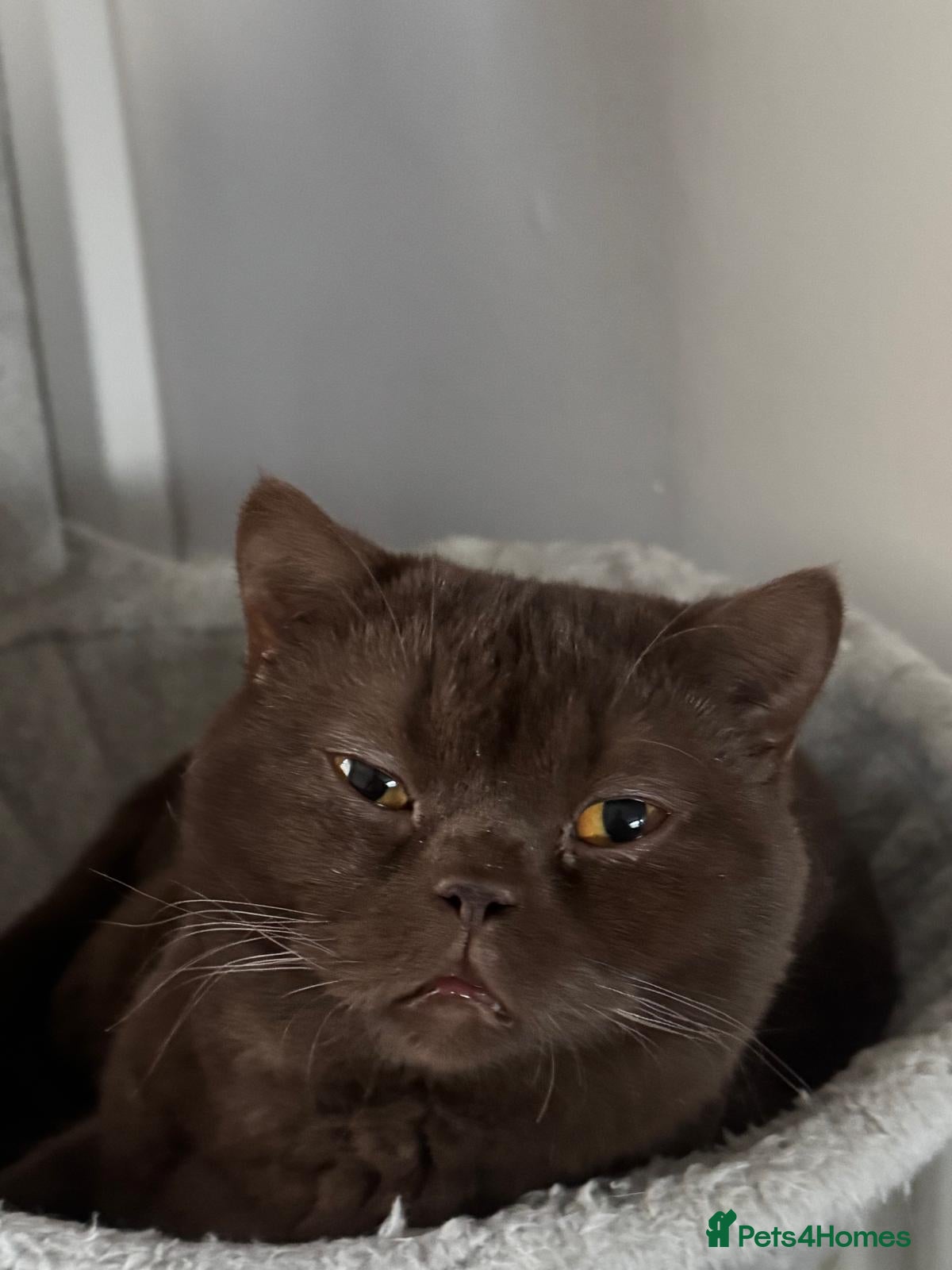 British Shorthair cats Cat Male - Advert 1