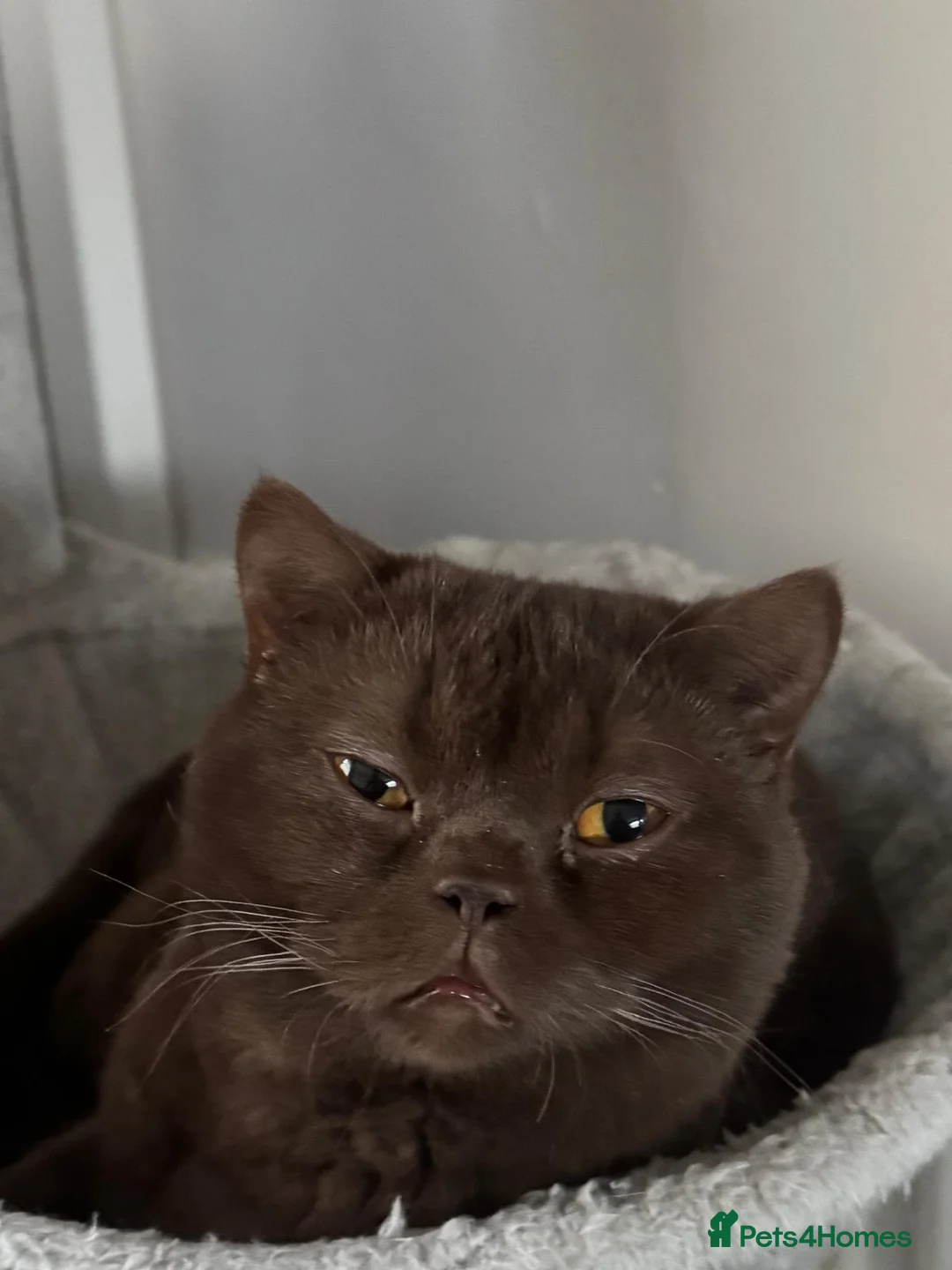 British Shorthair cats for sale: Cat Male in Manchester - Advert 1