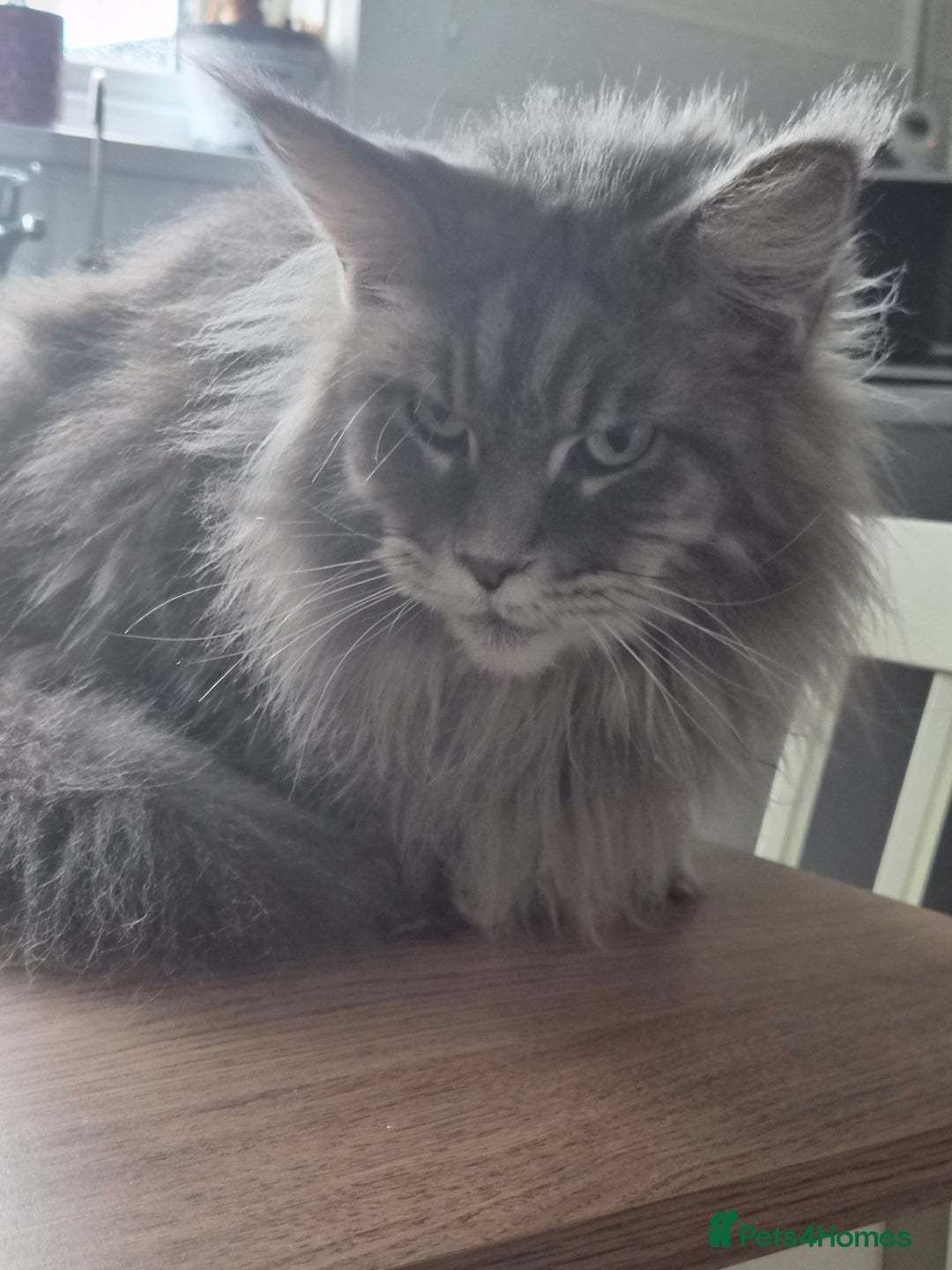 Maine Coon cats for sale: 4 year old female maine coon  - Image 2