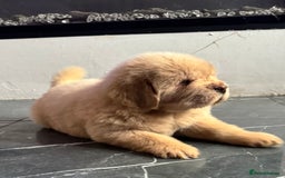Tibetan Mastiff dogs for sale: Chinese Tibetan mastiff pups  - Image 4