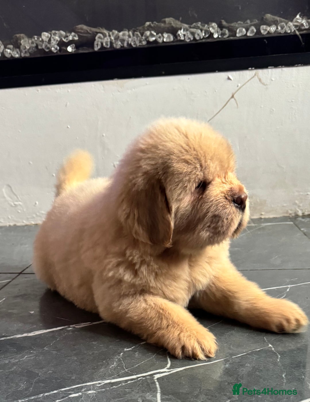 Tibetan Mastiff dogs for sale: Chinese Tibetan mastiff pups  - Image 4