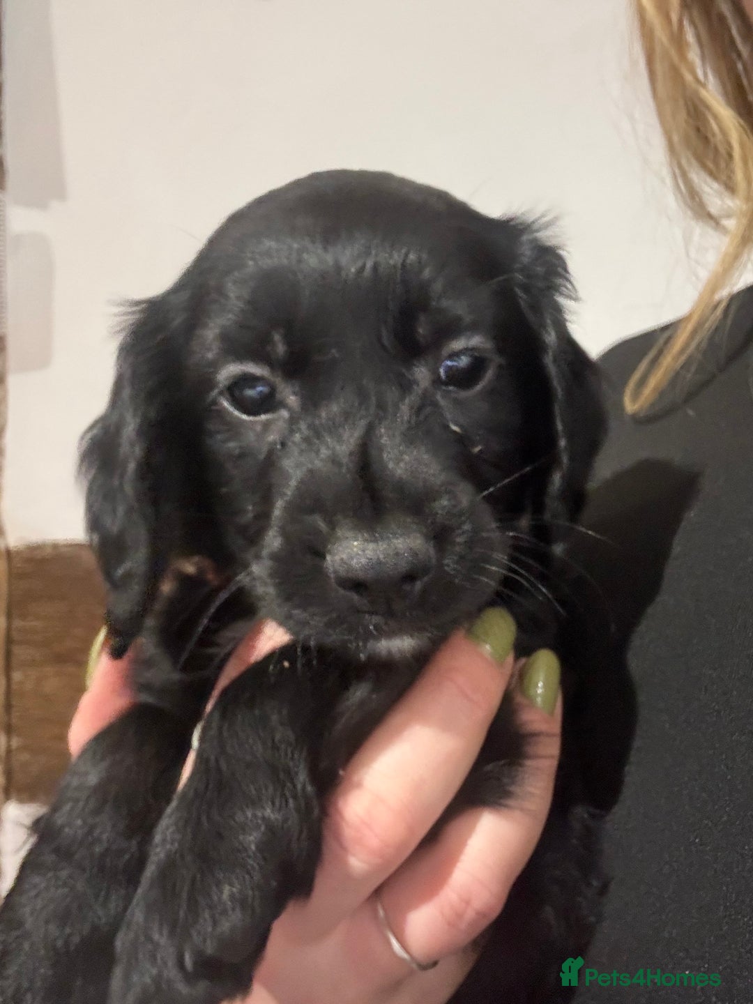 Sproodle dogs for sale: 2x cocker sproodle puppies remaining- ready 16/12 - Advert 5