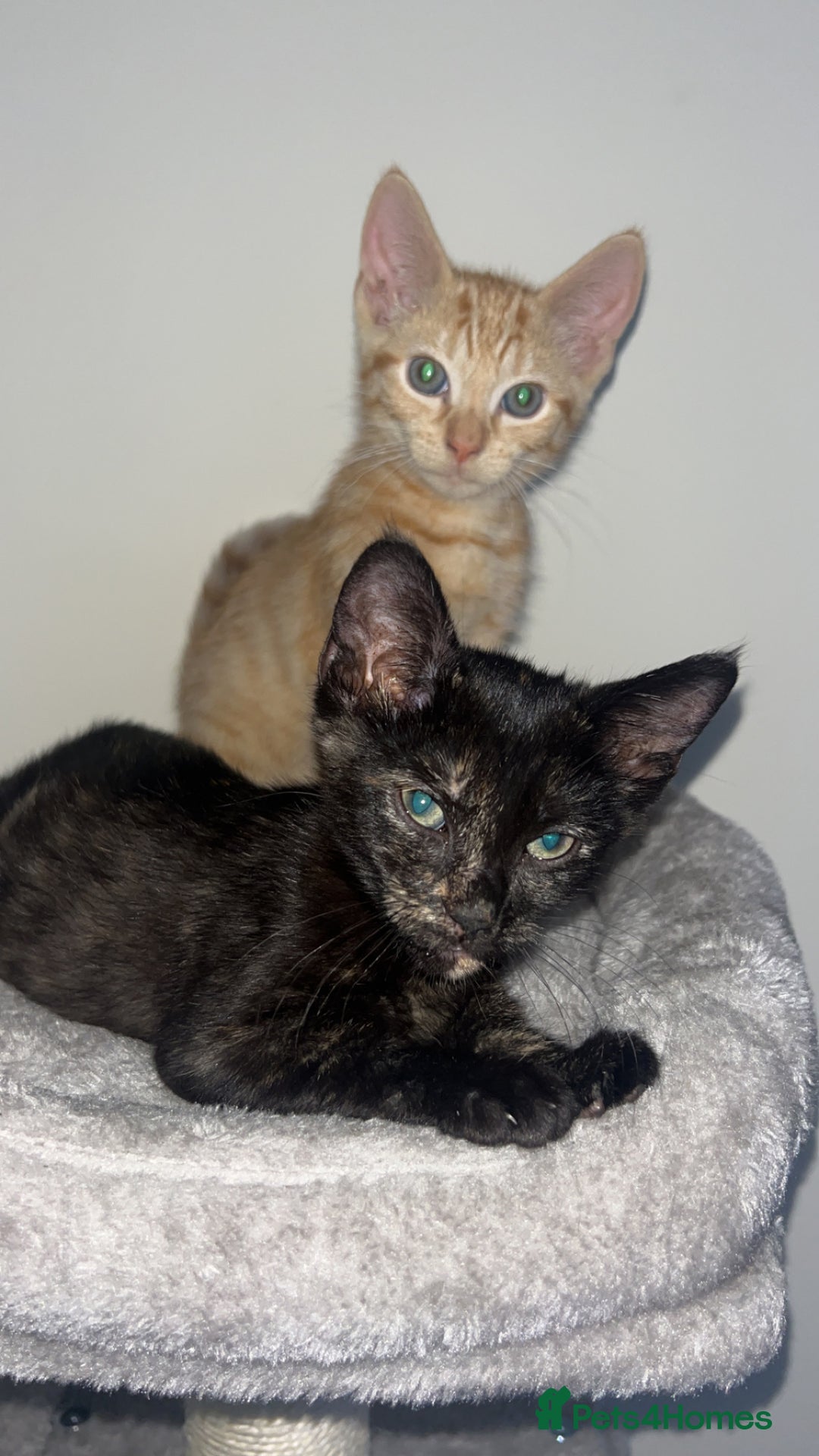 Tibetan cats for sale: Brother and sister  - Image 4