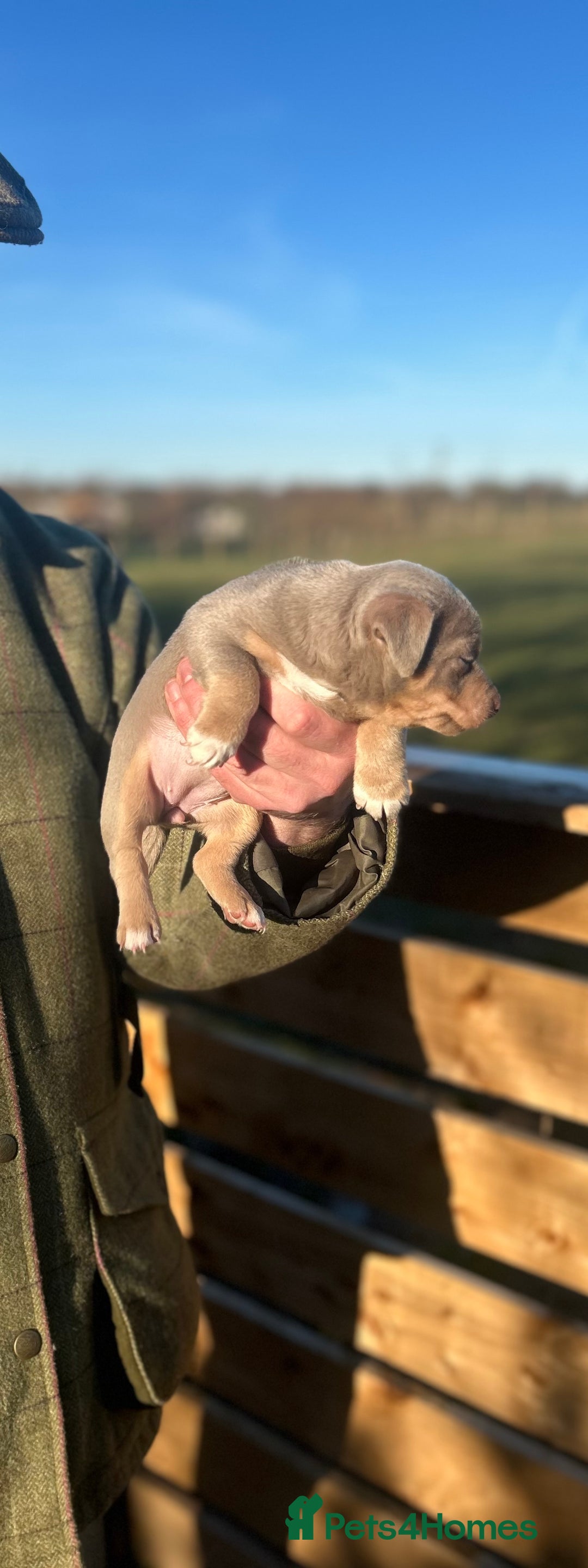 Jack Russell dogs for sale: Stunning Jack Russell puppies fr sale-all colours  - Advert 21