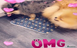 Pomeranian dogs for stud: 🎃EXPERIENCED👑KING ZIGGY & PRINCE COCO🏆STUD Boys in Bedford - Image 16