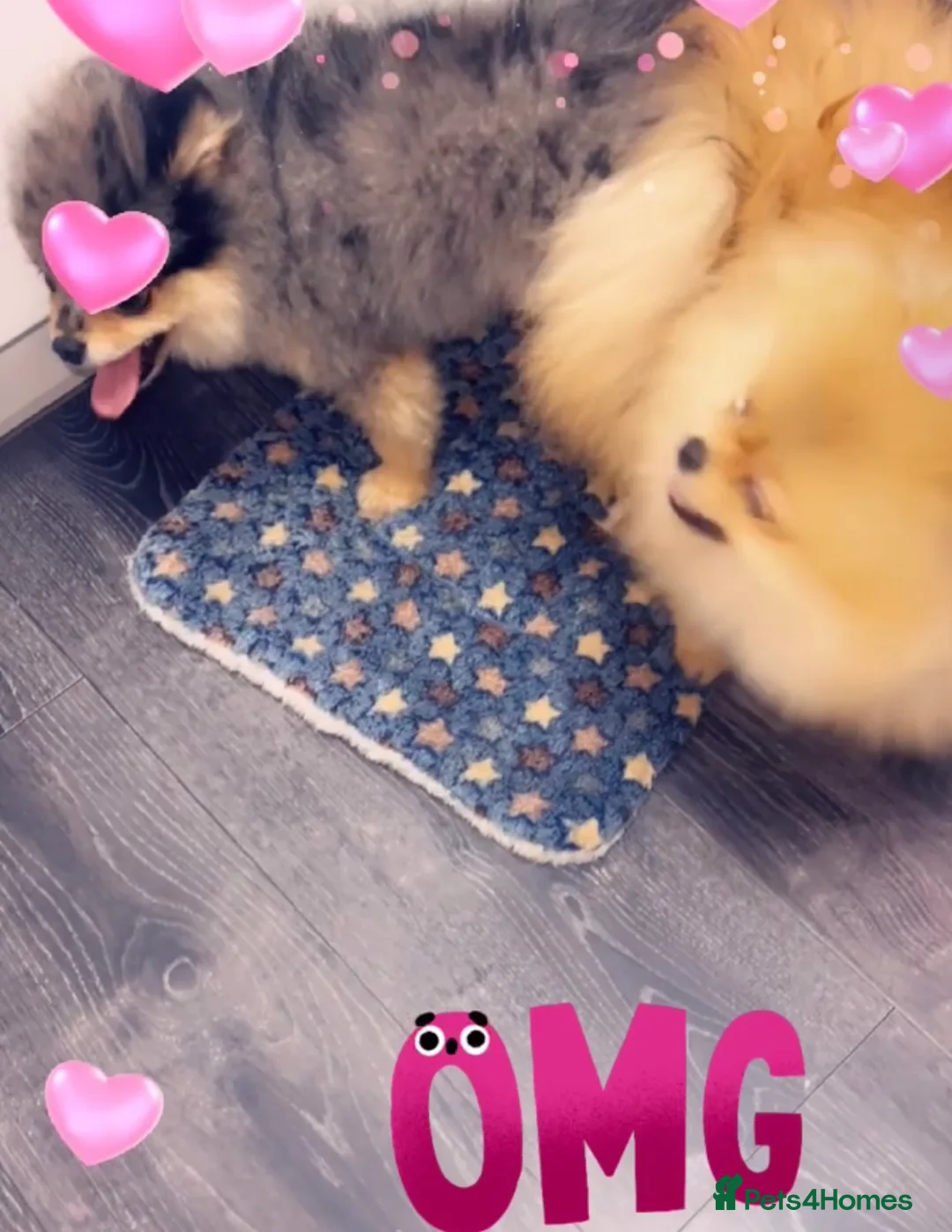 Pomeranian dogs for stud: 💙✨BLUE EYES & Hazel 👀 Poms 🐶EXPERIENCED STUDS🏆 in Bedford - Advert 22