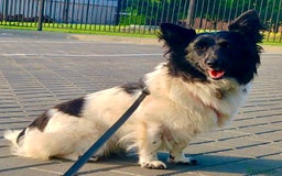 Welsh Corgi Cardigan dogs for adoption: BiBi – The Forgotten Soul Who Almost Lost her life - Image 9