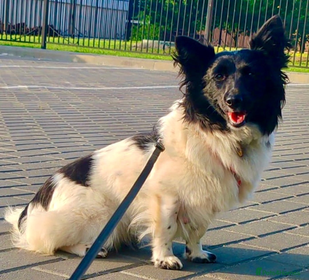 Welsh Corgi Cardigan dogs for adoption: BiBi – The Forgotten Soul Who Almost Lost her life - Image 9