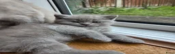 Scottish Fold cats for sale: Kittens Scottish lilac and blue fold fluffy boys in Nottingham - Advert 18