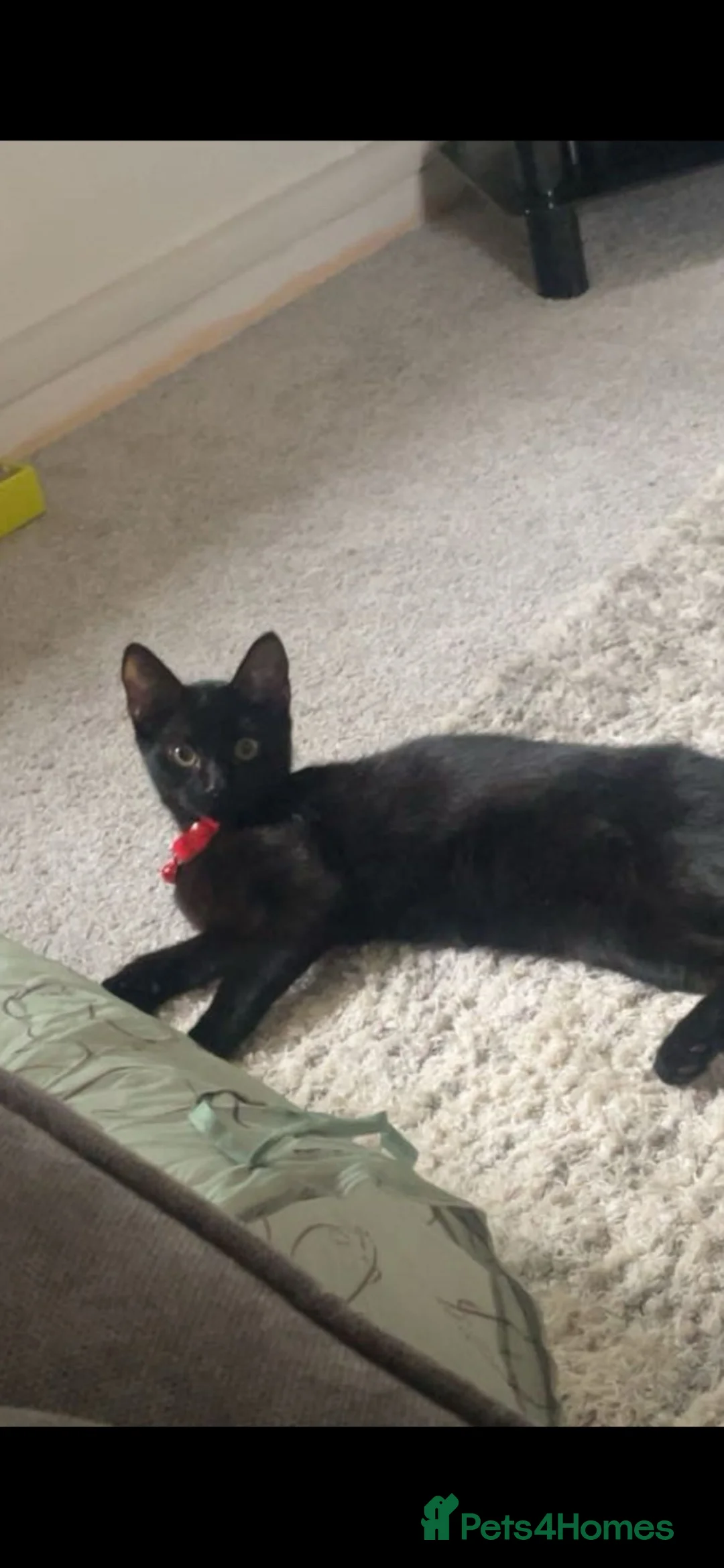 Mixed Breed cats for sale: Yami  - Advert 1