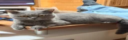Mixed Breed cats for sale: Lovely British Shorthair and Abyssian mix kittens in Livingston - Advert 16