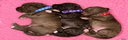 Bedlington Terrier dogs for sale: KC bedlington terrier pups 1 girl & 1 boy  - Advert 14
