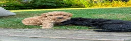 Toy Poodle dogs for sale: Stunning litter of Toy Poodles  - Advert 7