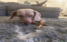 Miniature Dachshund dogs for sale: KC Miniature dachshund  - Image 4