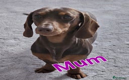 Miniature Dachshund dogs for sale: 4 week old Miniature Dachshunds - Image 12