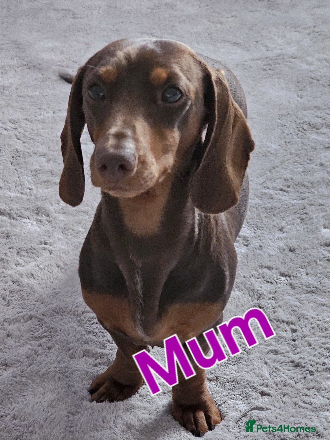Miniature Dachshund dogs for sale: 4 week old Miniature Dachshunds - Image 12