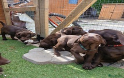Labrador Retriever dogs for sale: **READY NOW**CHOCOLATE LAB PUPS - Image 11