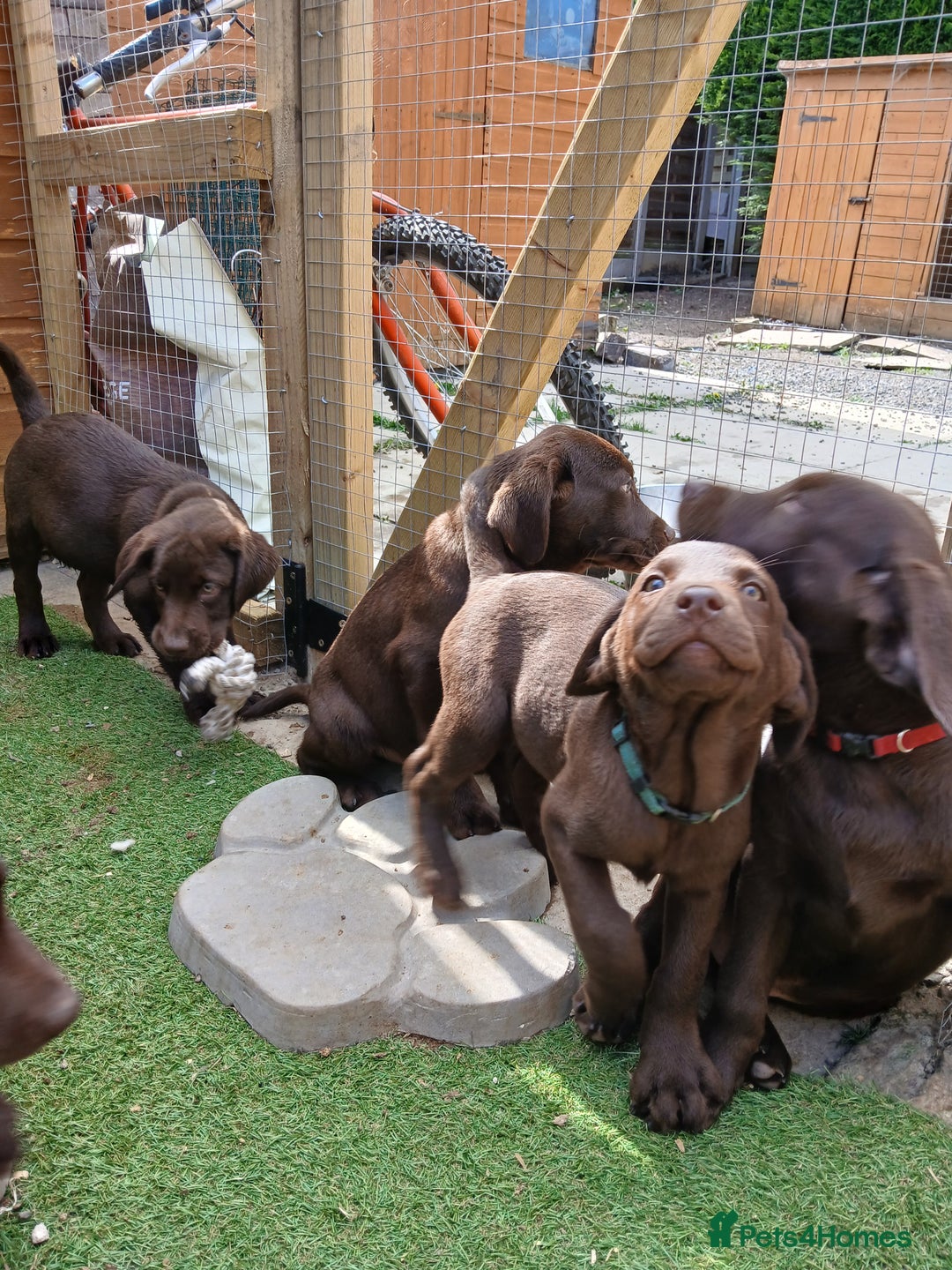 Labrador Retriever dogs for sale: **READY NOW**CHOCOLATE LAB PUPS - Image 11