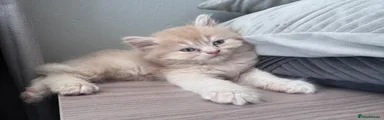 Scottish Fold 2