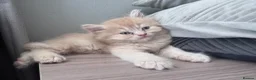 Scottish Fold cats for sale: Scottish straight kittens❤️ - Advert 7