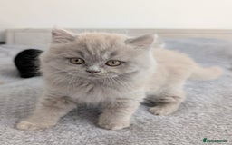 Scottish Fold cats for sale: Scottish fold kittens are looking for family🥰 - Advert 12