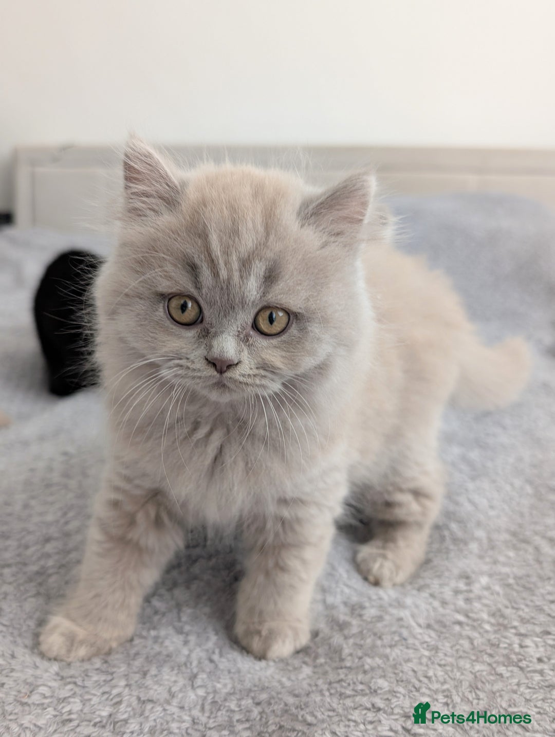 Scottish Fold cats for sale: Scottish fold kittens are looking for family🥰 - Advert 12