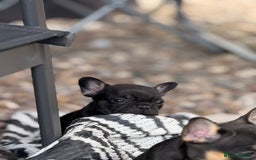 French Bulldog dogs for sale: Beautiful frenchie pups in Leeds - Image 20